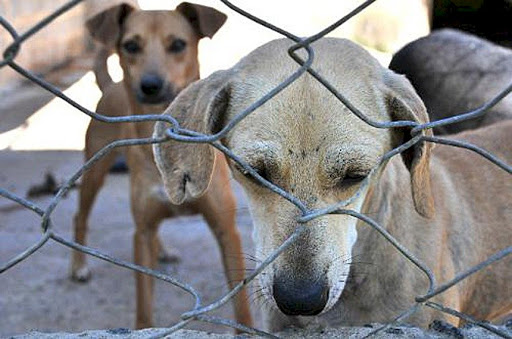 Projeto amplia pena para reclusão de dois a cinco anos e multa, além de proibição de guarda do animal – Foto: Divulgação/Agência Senado 