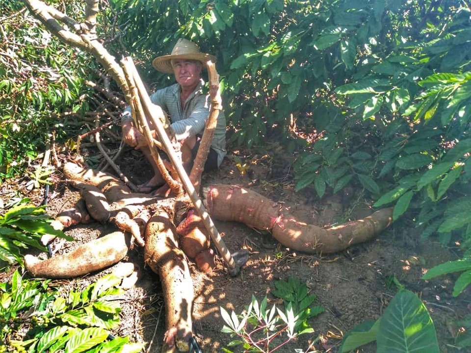 Uma das raízes pesava 64 quilos – Foto: Divulgação/Seag 