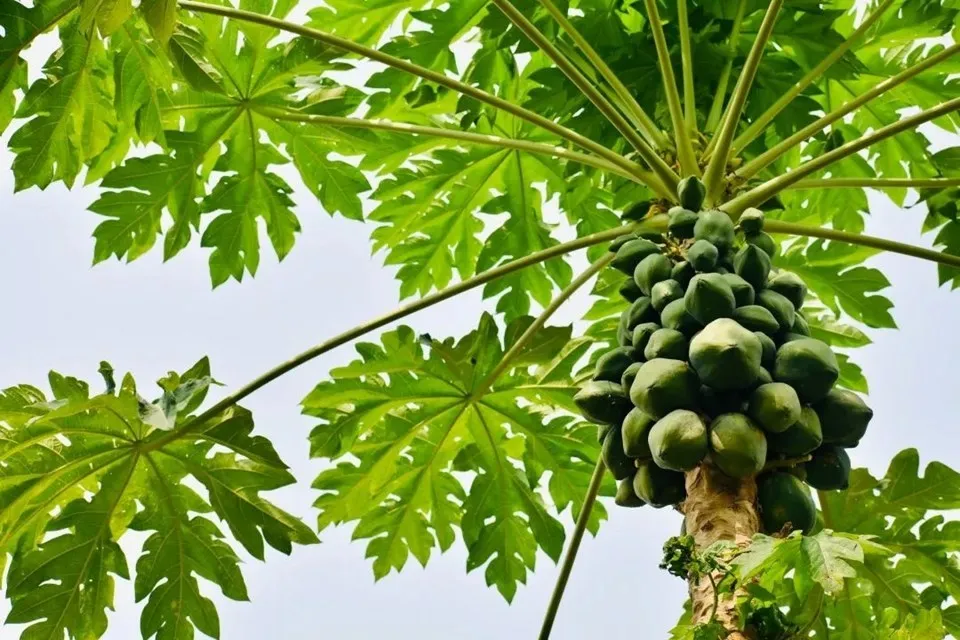  Fruta produzida em solo capixaba foi exportada para 37 países em 2023 (Foto: Divulgação/Seag) 