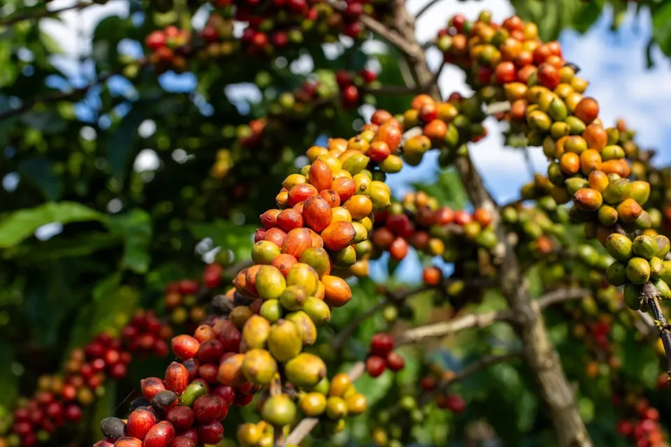 Conab: produção de café deve ter queda de 4,4% em 2025