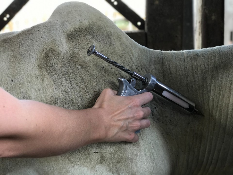 Foto: Divulgação/Idaf. 